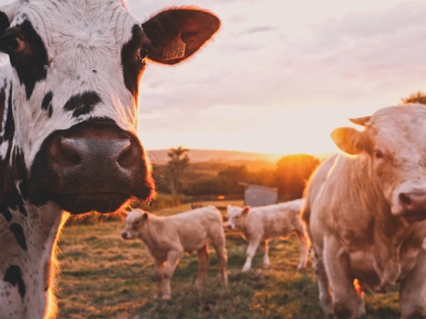 Farm Days