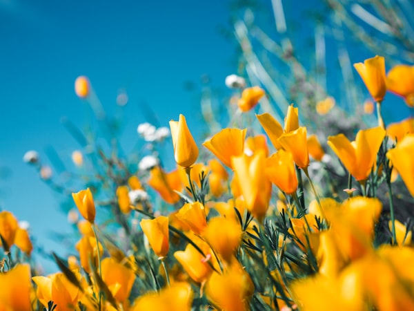 Word Bloom